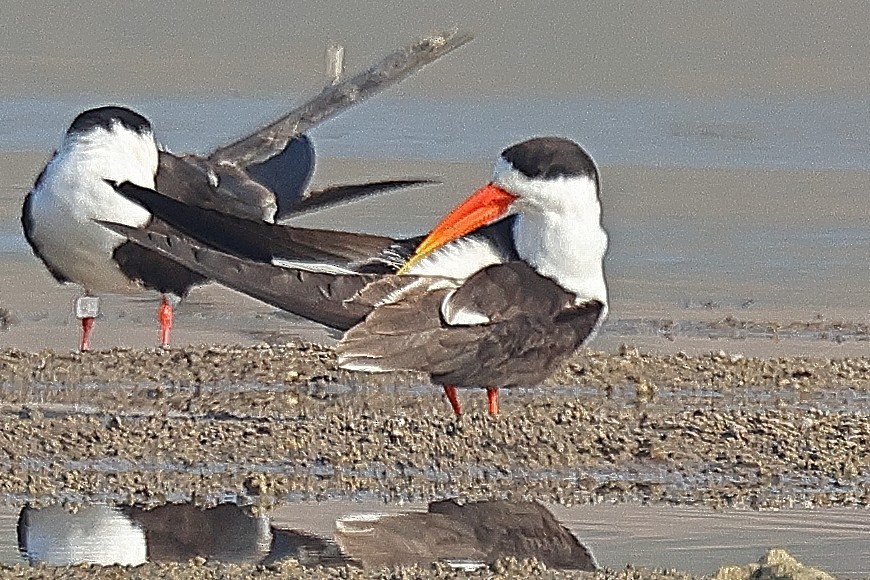 Indian Skimmer - ML642091513