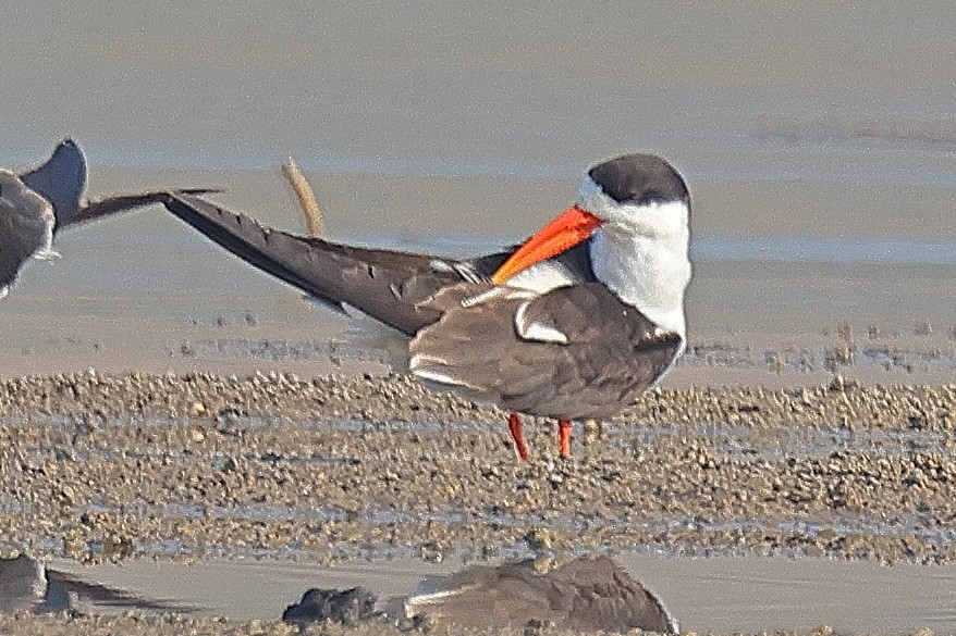 Indian Skimmer - ML642091514