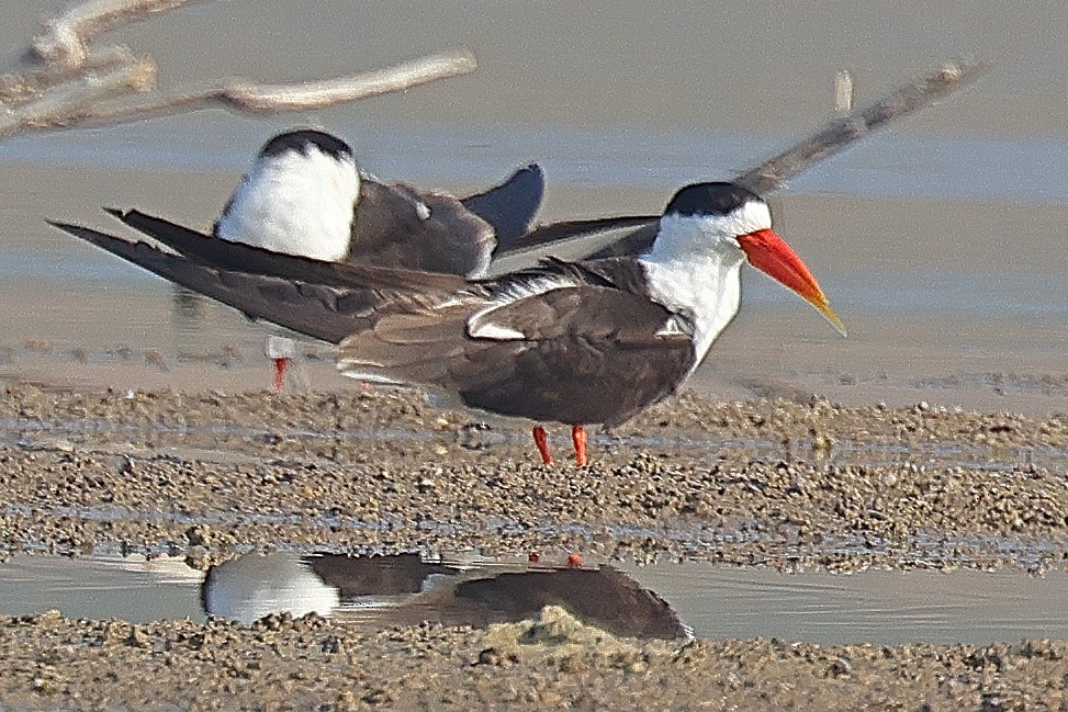 Indian Skimmer - ML642091515