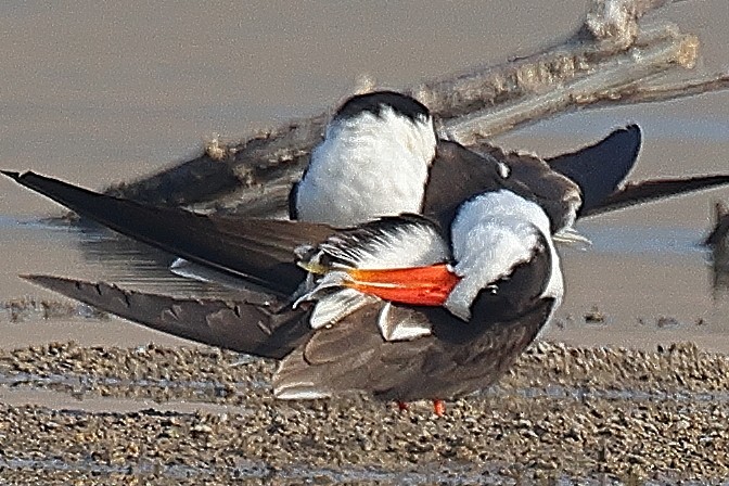 Indian Skimmer - ML642091516