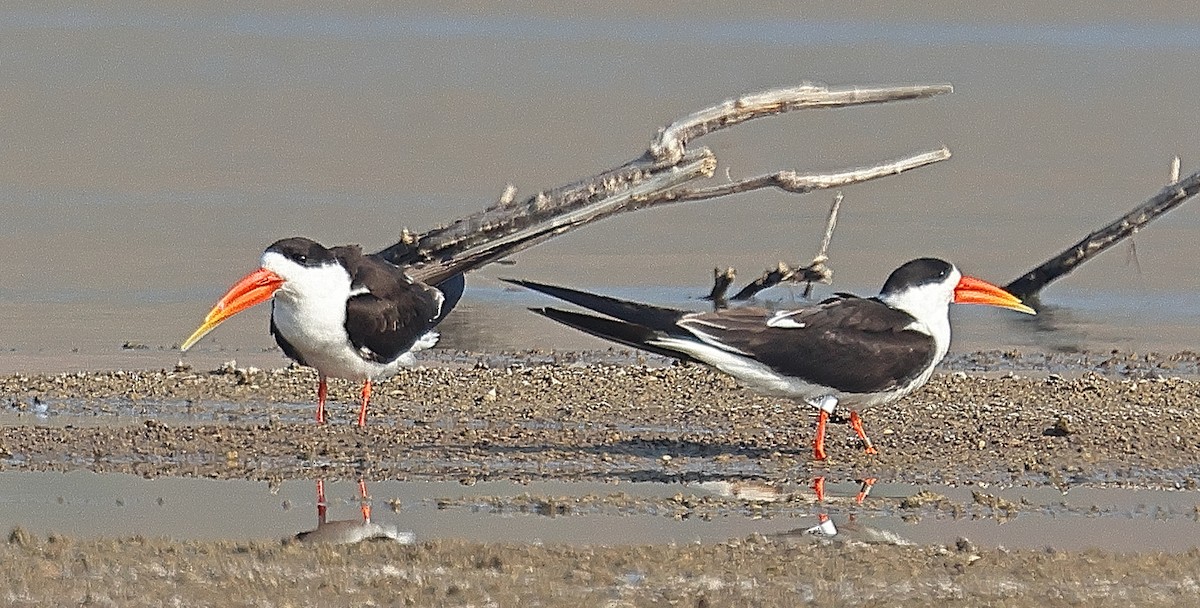 Indian Skimmer - ML642091517