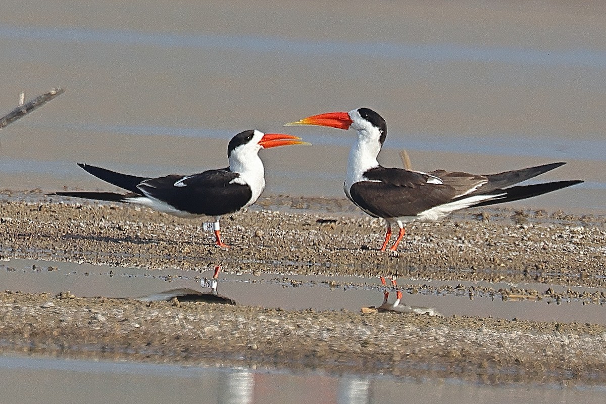 Indian Skimmer - ML642091518