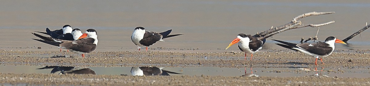 Indian Skimmer - ML642091519