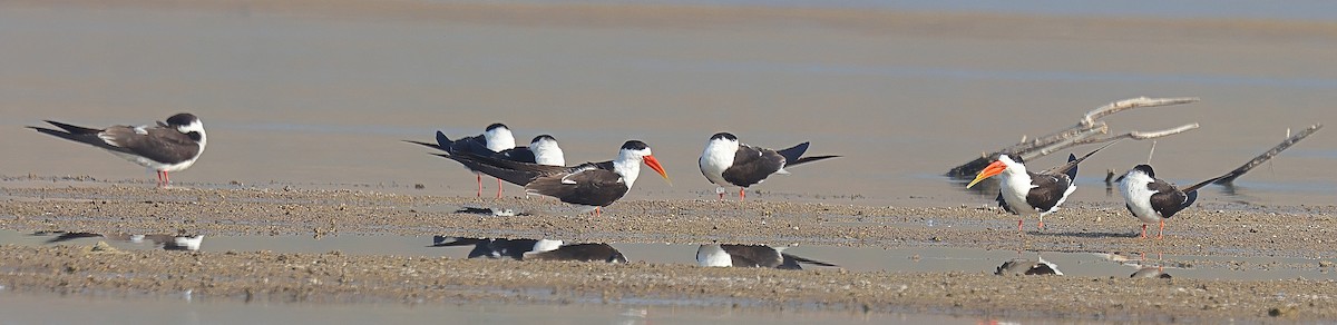 Indian Skimmer - ML642091520
