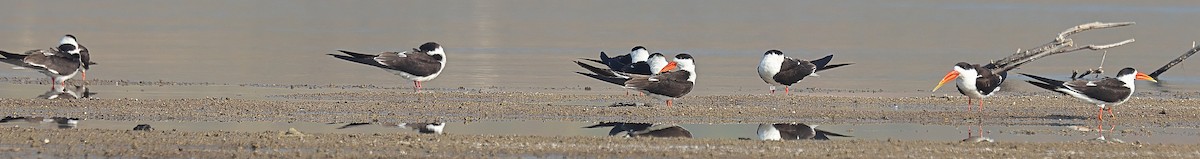 Indian Skimmer - ML642091521