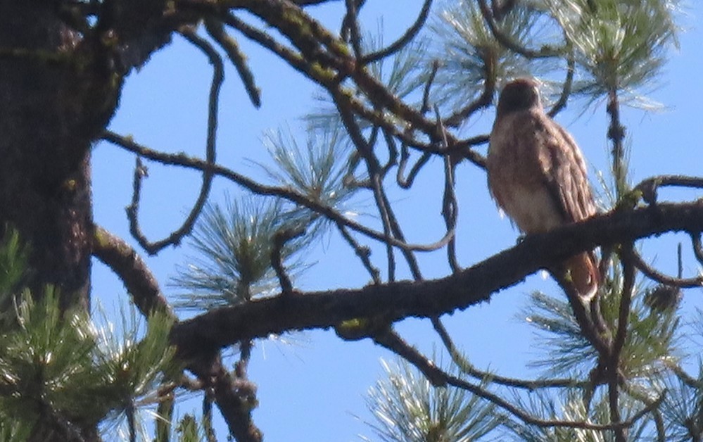 Red-tailed Hawk - ML642091529