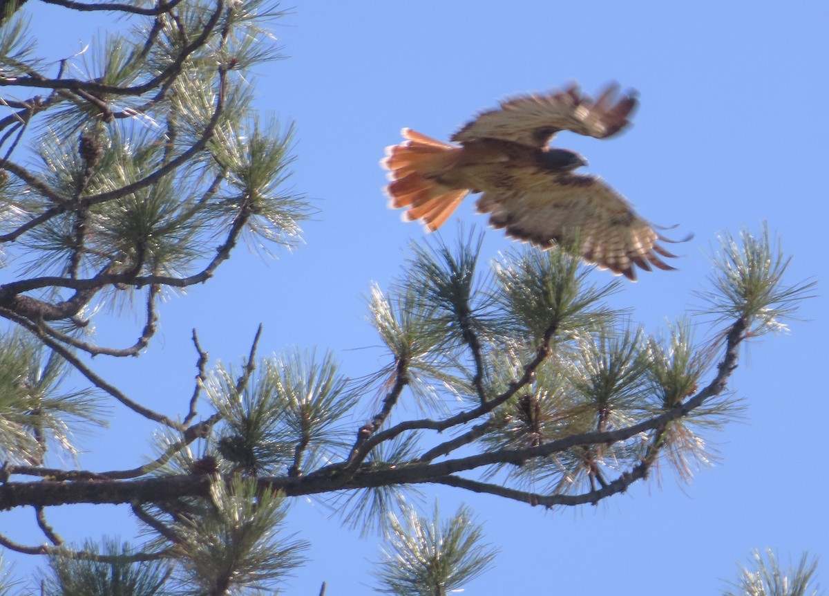 Red-tailed Hawk - ML642091530