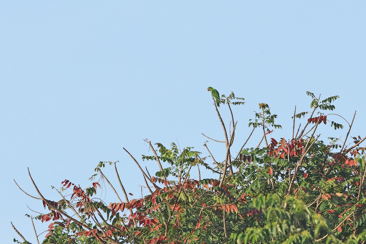 Azure-rumped Parrot - ML642091531