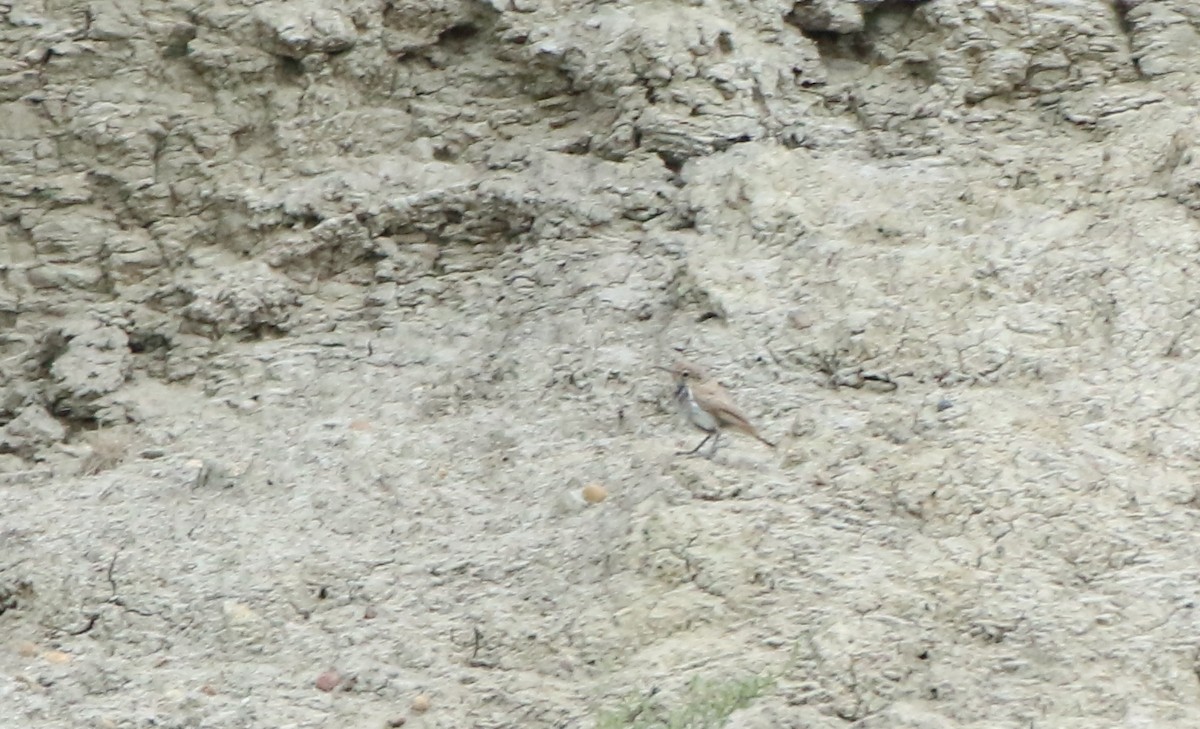 Rock Wren - ML642091534
