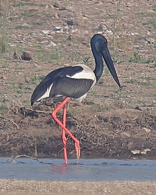 Black-necked Stork - ML642091535