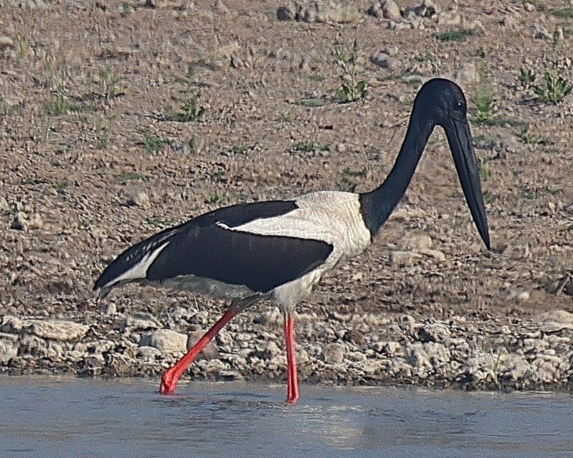 Black-necked Stork - ML642091536