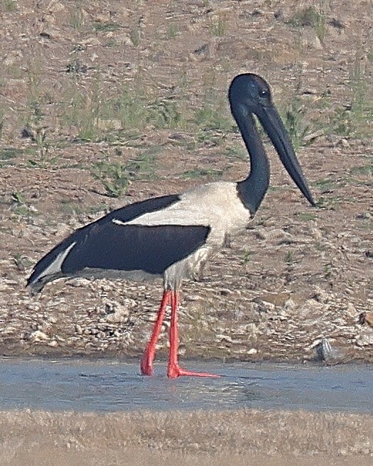 Black-necked Stork - ML642091537