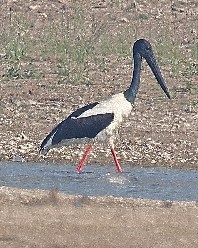 Black-necked Stork - ML642091538