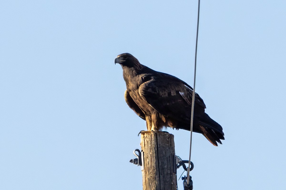 Aquila reale - ML642091550