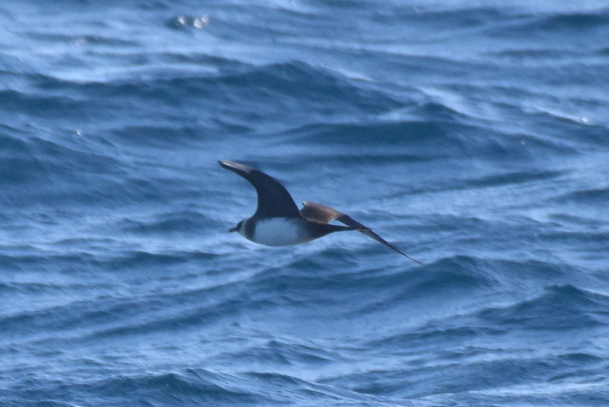 Parasitic Jaeger - ML642091562