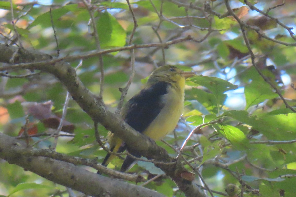 Scarlet Tanager - ML642091563