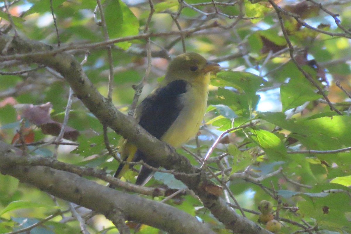 Scarlet Tanager - ML642091564