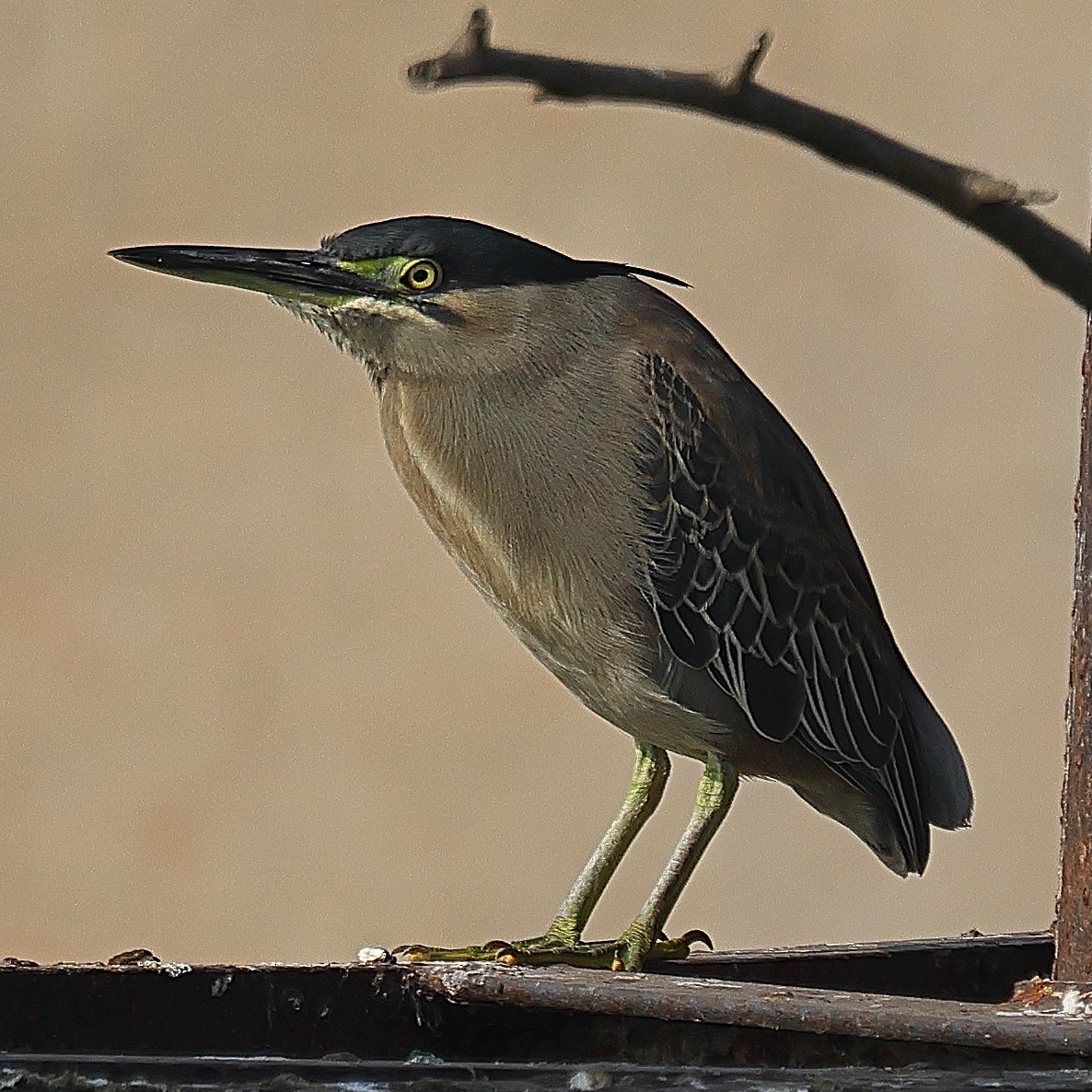 Striated Heron - ML642091568