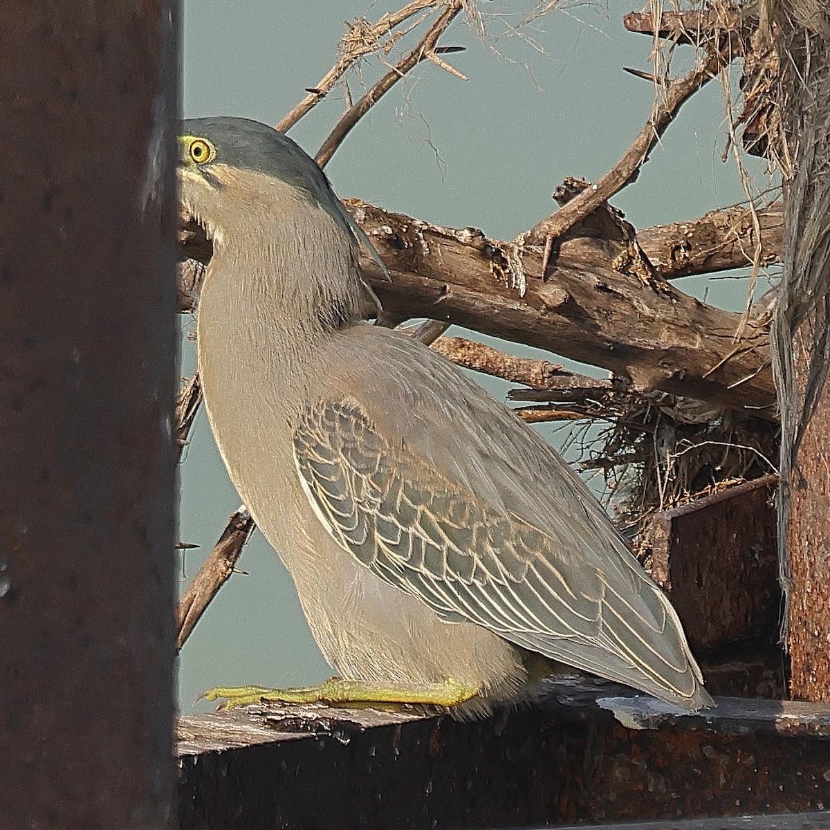 Striated Heron - ML642091569