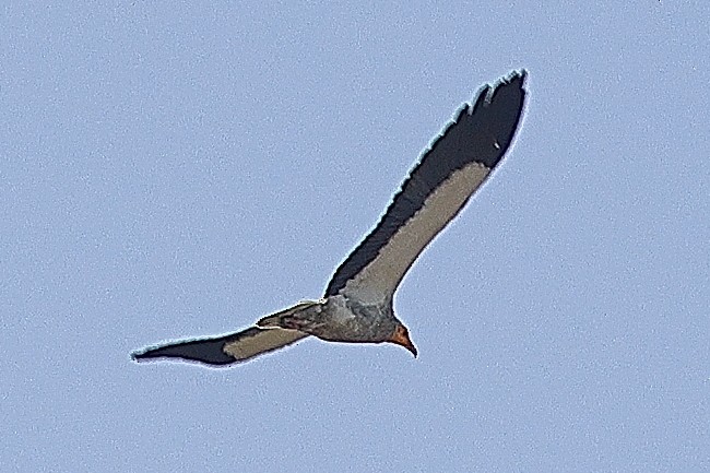 Egyptian Vulture - ML642091582