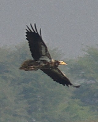 Egyptian Vulture - ML642091583