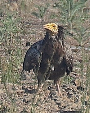 Egyptian Vulture - ML642091584