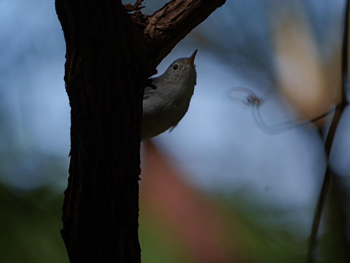 Blue-gray Gnatcatcher - ML642091586