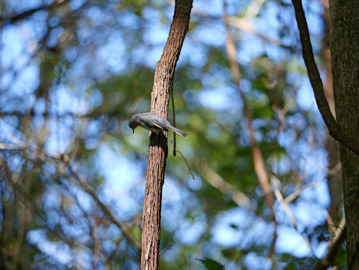 Blue-gray Gnatcatcher - ML642091587
