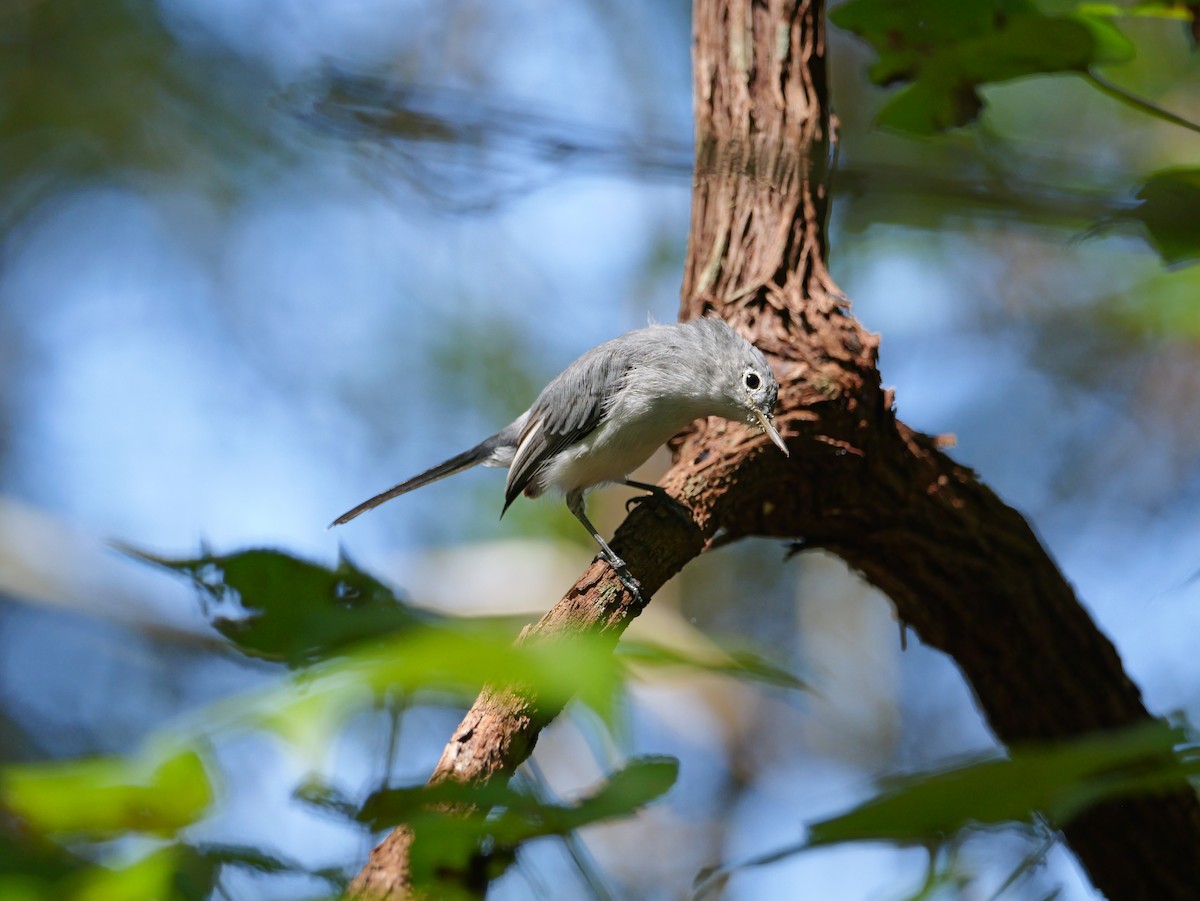 Blue-gray Gnatcatcher - ML642091588