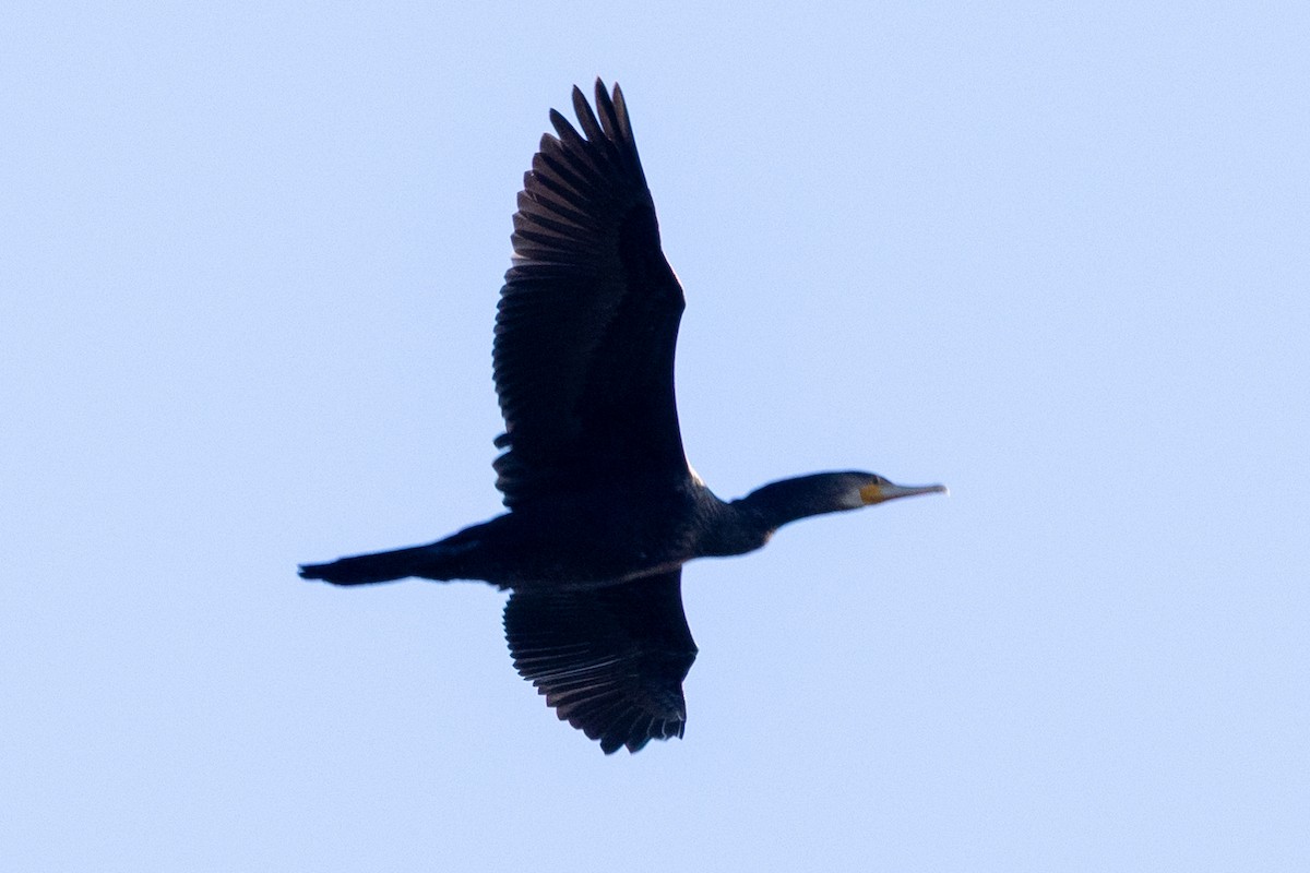 Kormoran - ML642091589