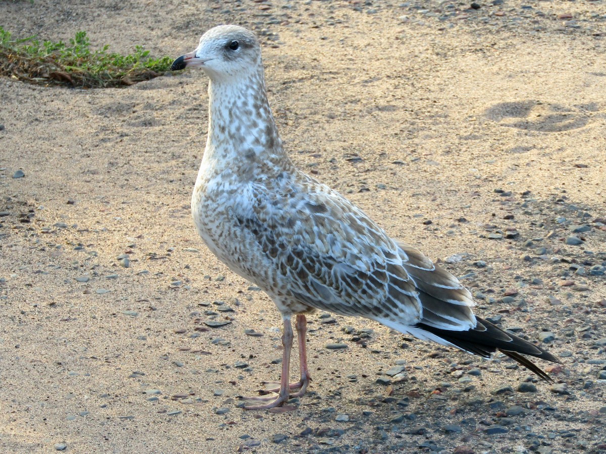 Ring-billed Gull - ML642091591