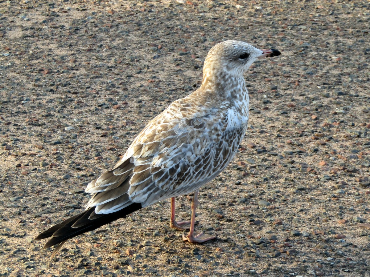 Ring-billed Gull - ML642091592