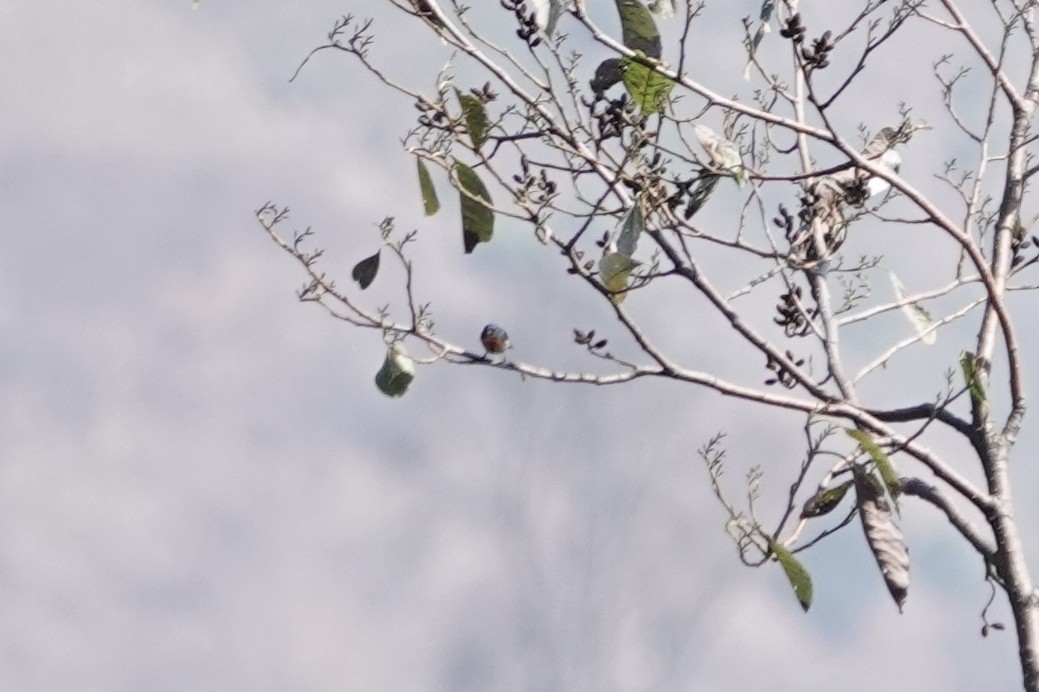 Fire-breasted Flowerpecker - ML642091595