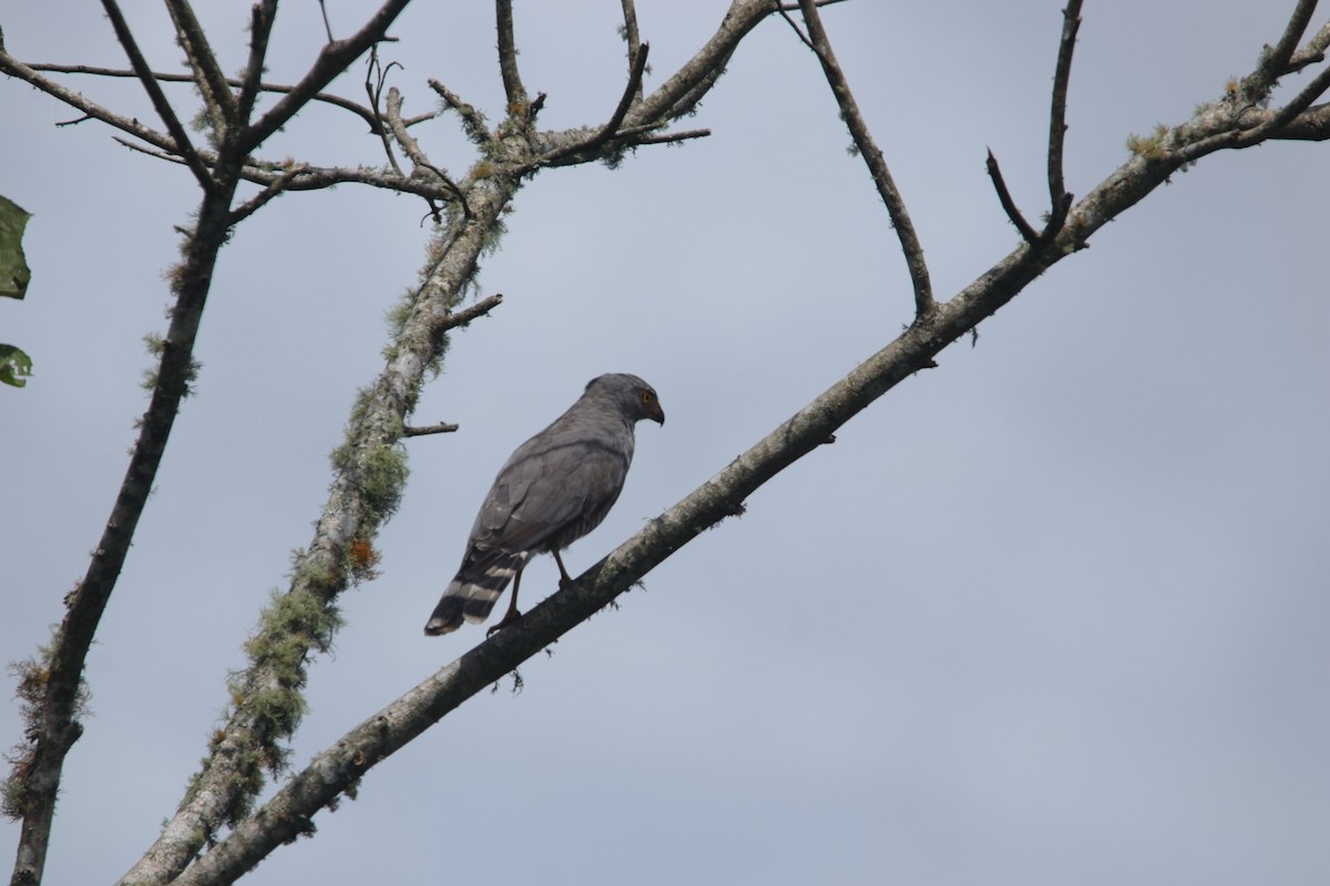 Roadside Hawk - ML642091600