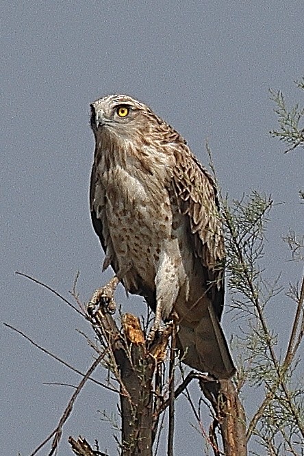 Short-toed Snake-Eagle - ML642091602