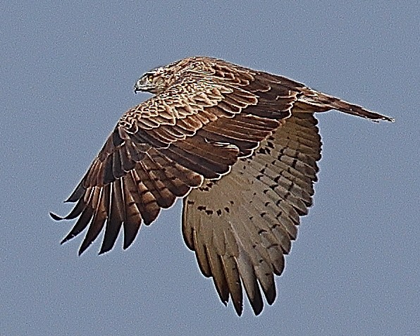 Short-toed Snake-Eagle - ML642091604