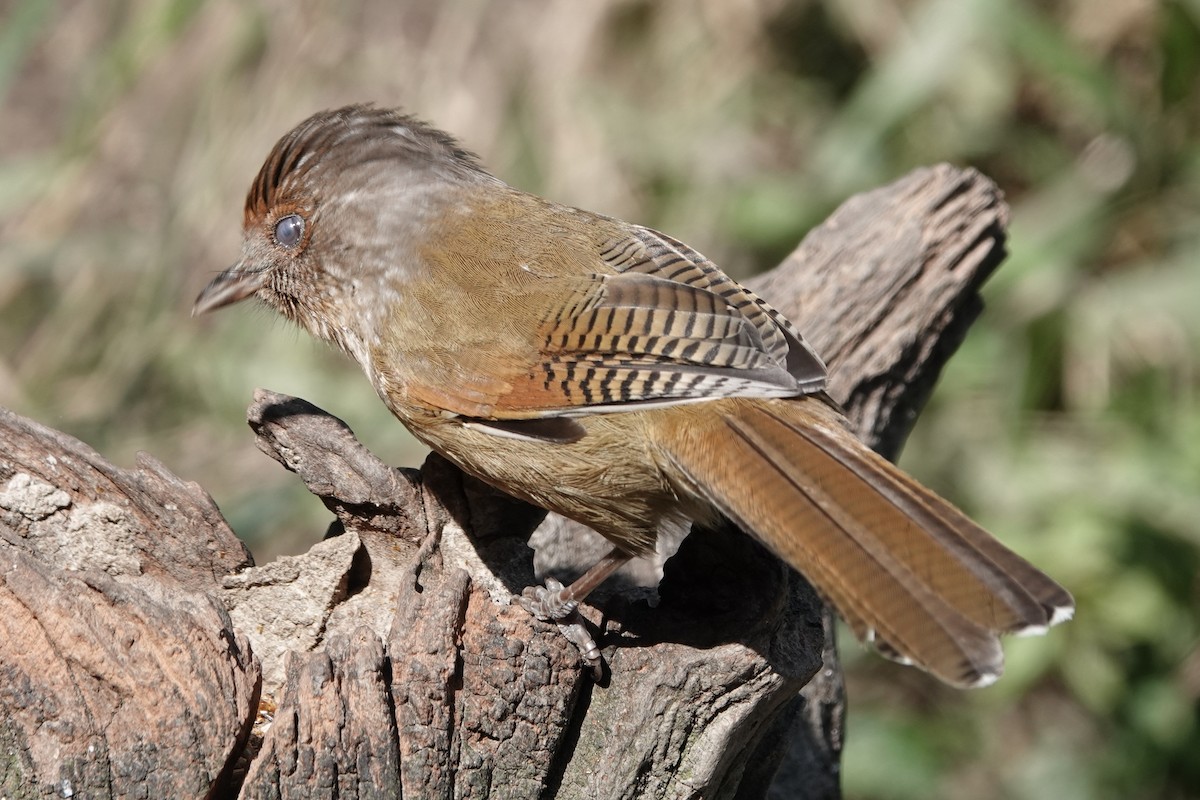 Rusty-fronted Barwing - ML642091610