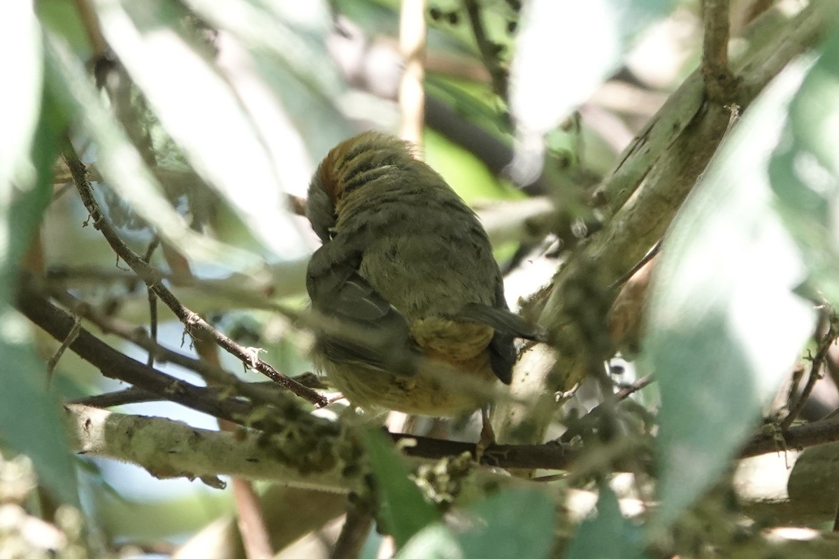 Whiskered Yuhina - ML642091629