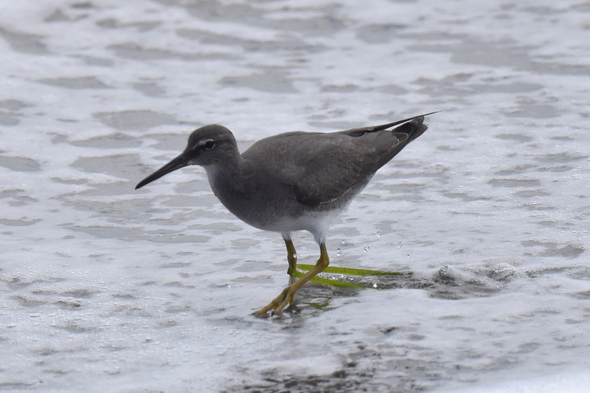 Wandering Tattler - ML642091633