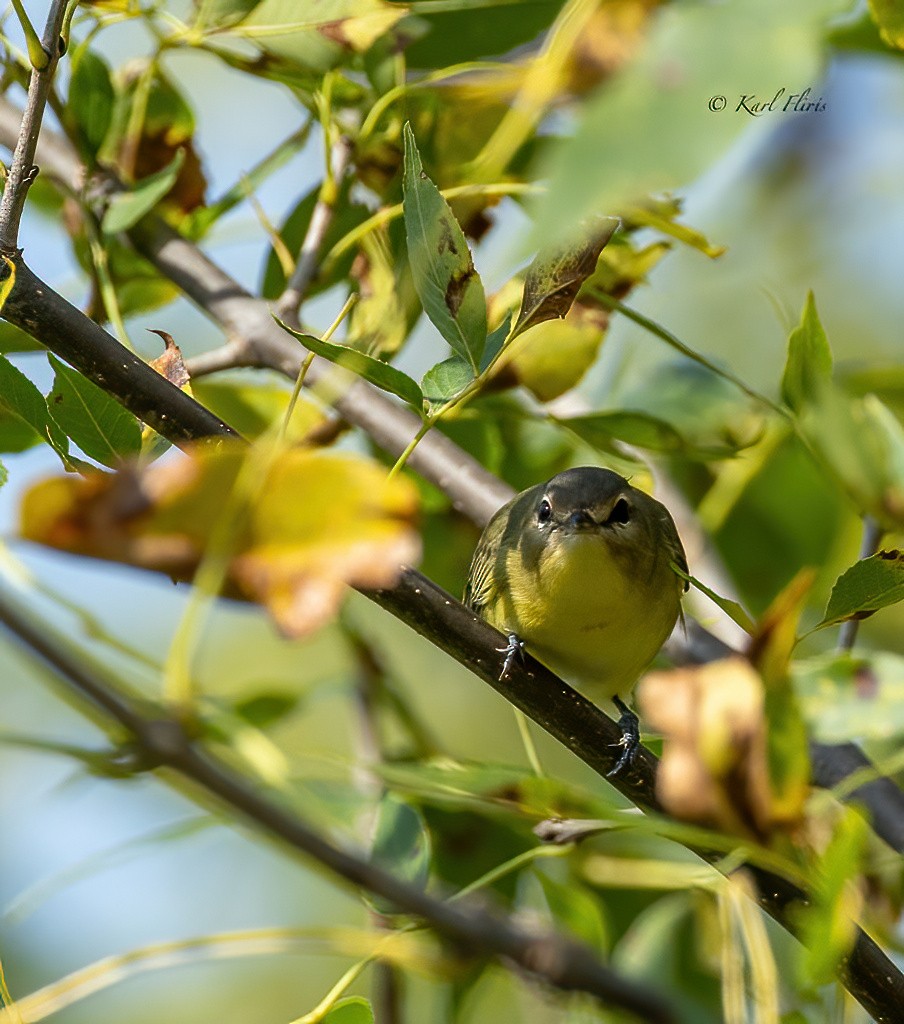 Philadelphia Vireo - ML642091635