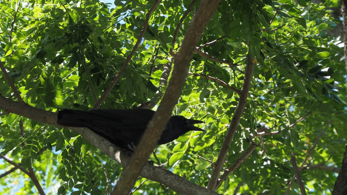 Sulawesi Crow - ML642091638