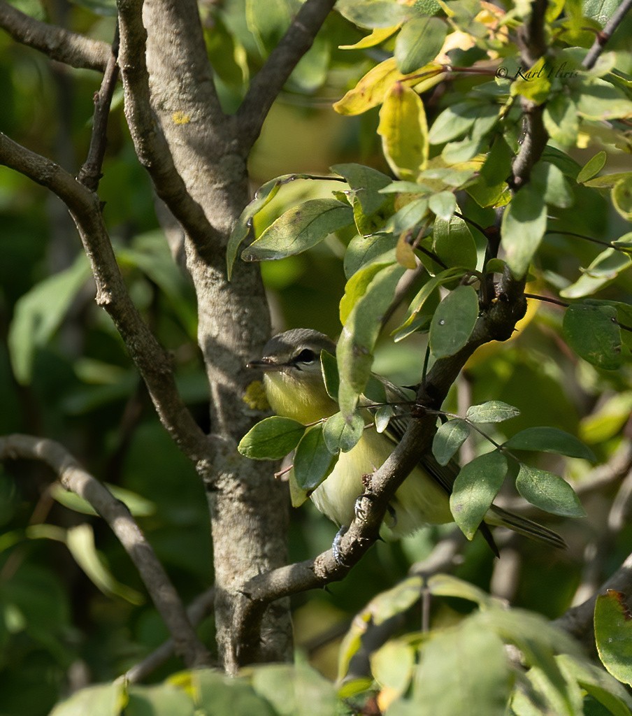 Philadelphia Vireo - ML642091639