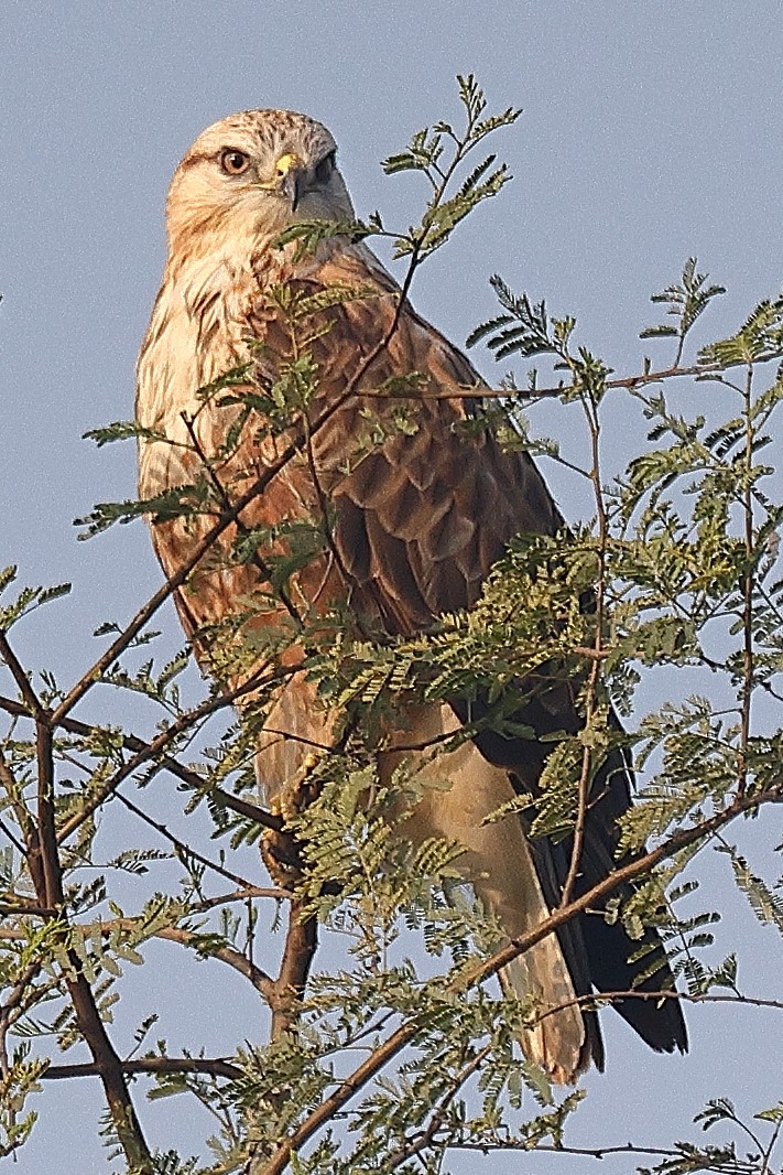 Long-legged Buzzard - ML642091641