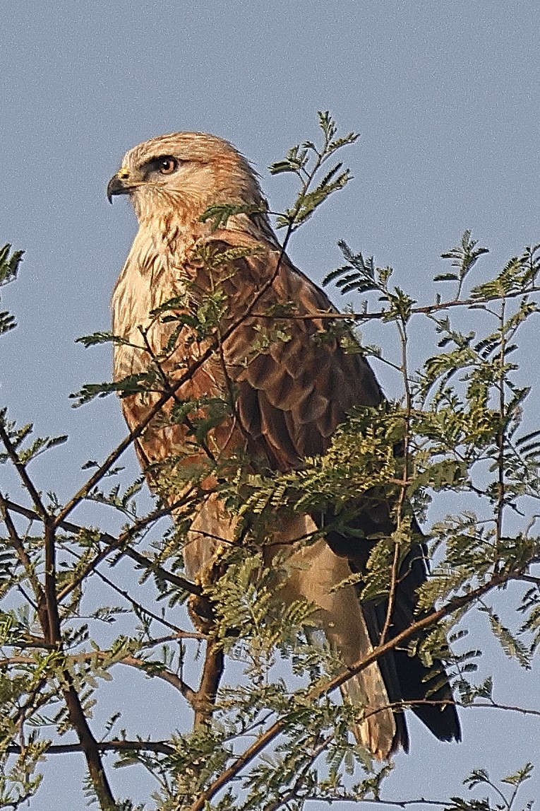 Long-legged Buzzard - ML642091642