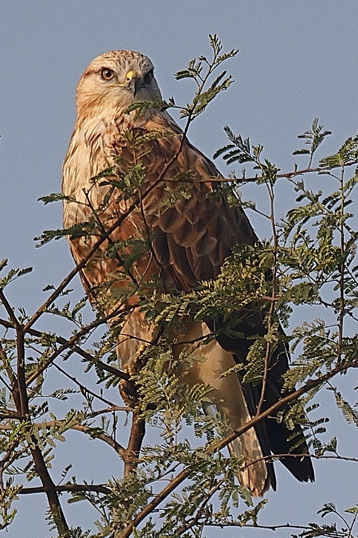 Long-legged Buzzard - ML642091643