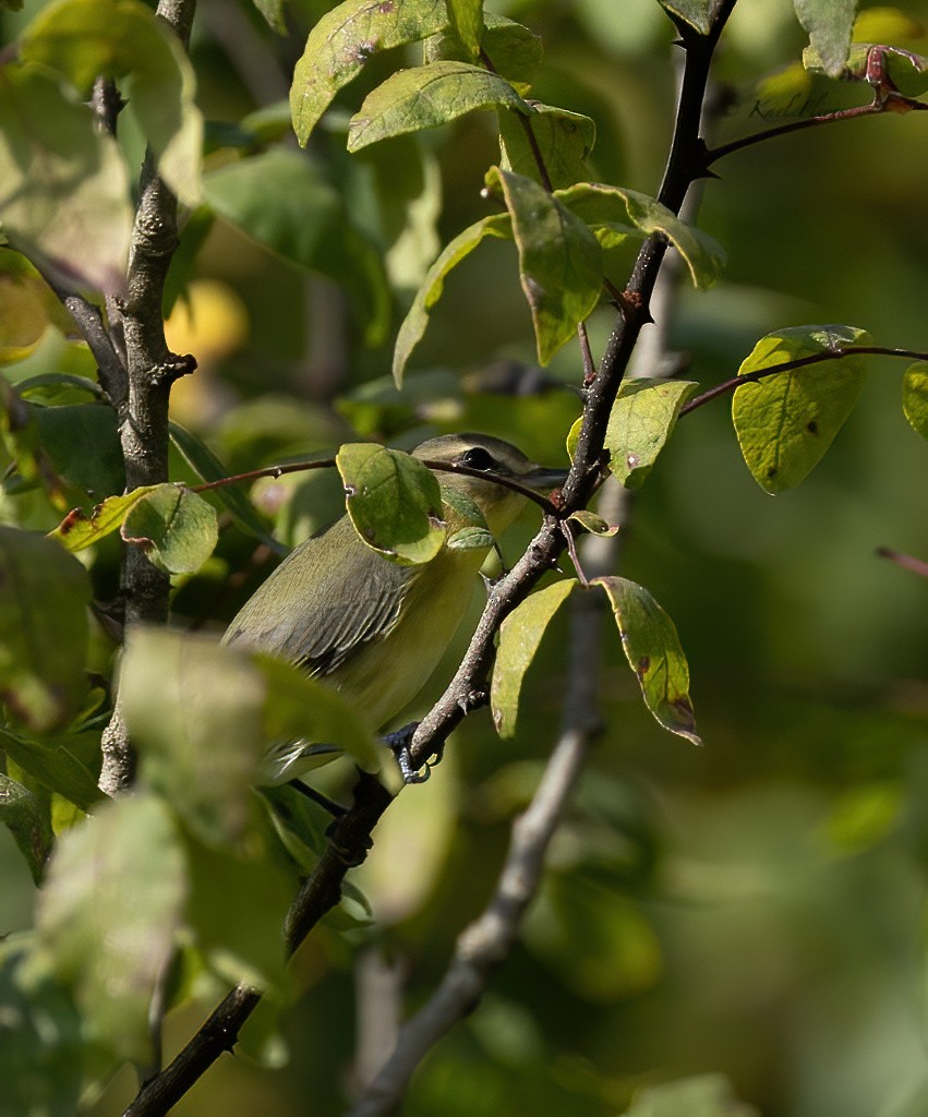 Philadelphia Vireo - ML642091644