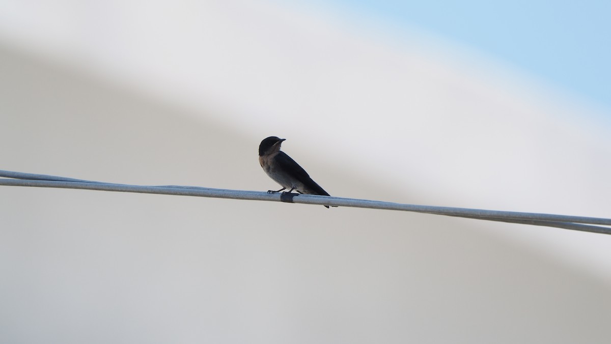 Pacific Swallow - ML642091648