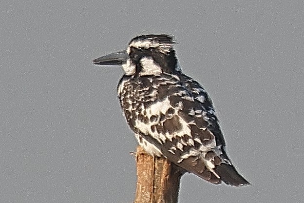 Pied Kingfisher - ML642091649