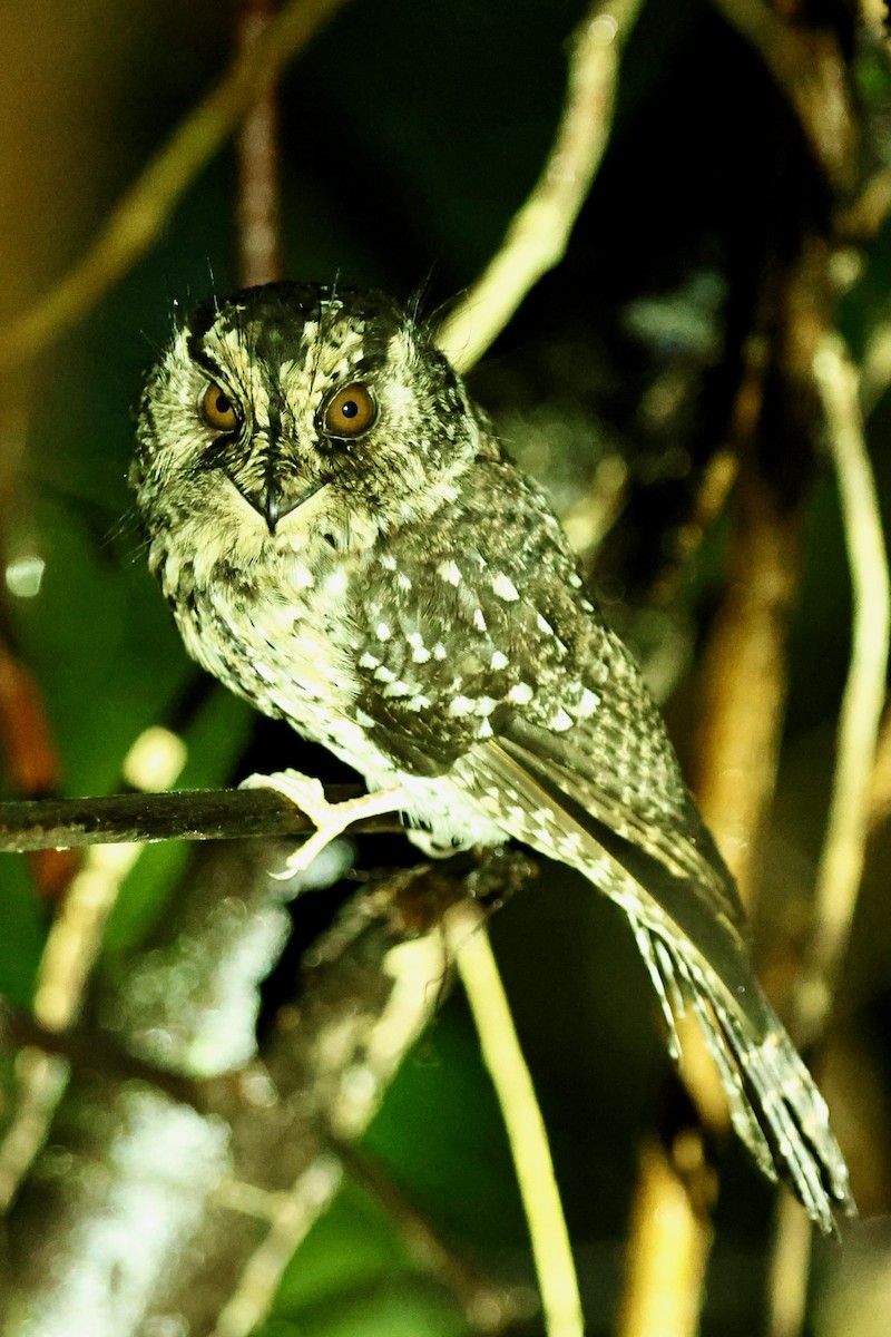Mountain Owlet-nightjar - ML642091650