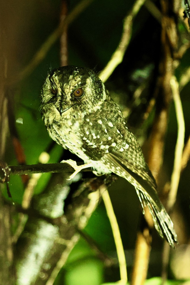 Mountain Owlet-nightjar - ML642091651